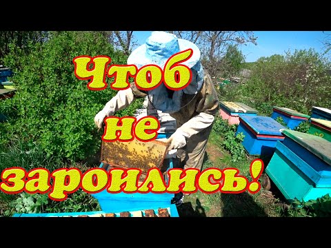 Видео: ДАЁМ РАБОТУ ПЧЁЛАМ, ЧТОБ ИЗБЕЖАТЬ РОЕНИЕ, СОБИРАЕМ ПЫЛЬЦУ.