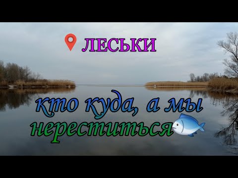Видео: Кто куда, а мы нереститься. 📍ЛЕСЬКИ