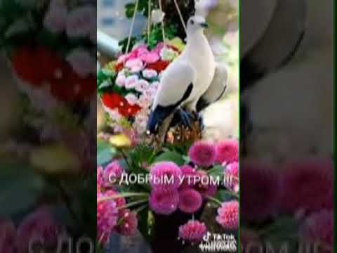 Видео: Салавот 2020
