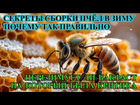 Видео: БАКФАСТ 2 ПЧЕЛЫ не перезимует? ВАЖНЫЕ ТОНКОСТИ И УСЛОВИЯ ПО ФОРМИРОВАНИЮ ПЧЕЛИНЫХ СЕМЕЙ В ЗИМУ ✅☝️🐝