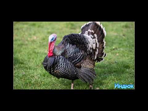 Видео: Кеп остуруу сабагы "Канаттуулар"