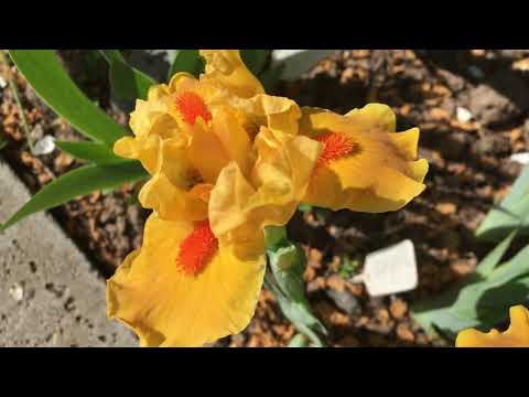 Видео: Карликовые ирисы   неприхотливые красавчики