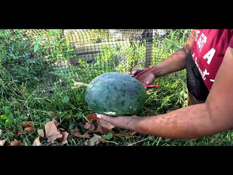 Видео: ПОЛУЧИЛ БАНАНОВУЮ ПОЧТУ И ЗАВЕРШИЛ СБОР АРБУЗА