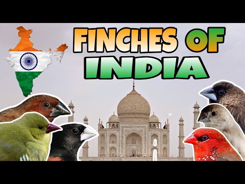 Видео: Индийские вьюрки