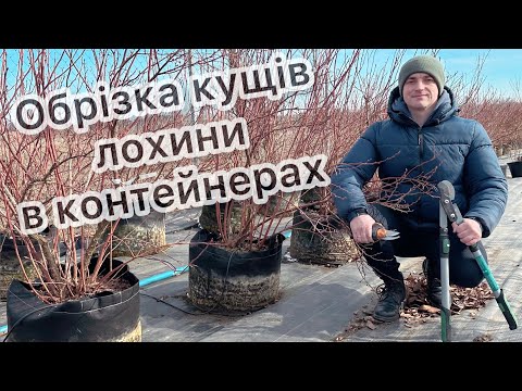 Видео: Обрізка лохини у контейнерах. Живці лохини 22.02.25