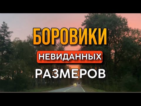 Видео: 💥ТАКИХ БОРОВИКОВ ВЫ ЕЩЕ НЕ ВИДЕЛИ! Грибы 2025