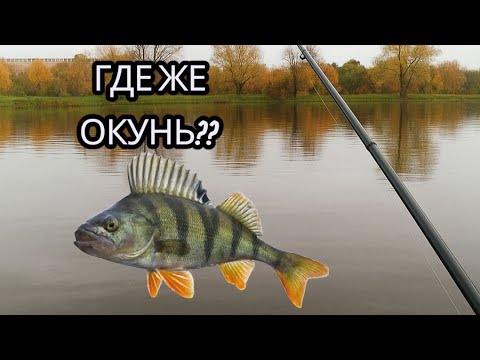 Видео: ЛОВЛЯ ОСЕННЕГО ОКУНЯ НА СПИННИНГ🍁🍂