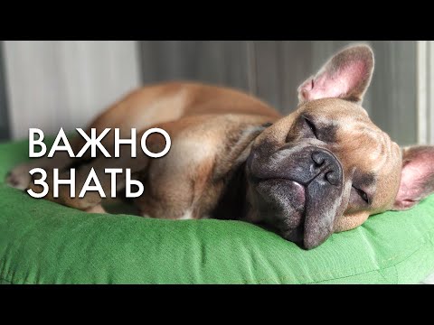 Видео: Здоровье французского бульдога | Распространенные болезни | Личный опыт