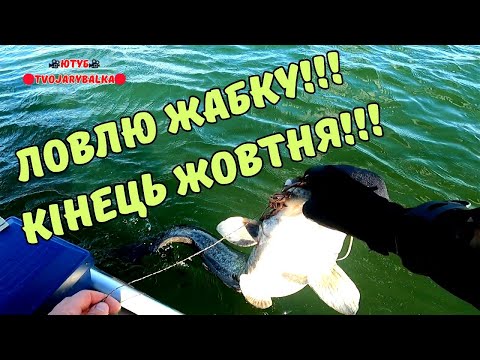 Видео: Неймовірно але факт! Ловлю сомів на квок кінець жовтня! Сом на квок в ставку!