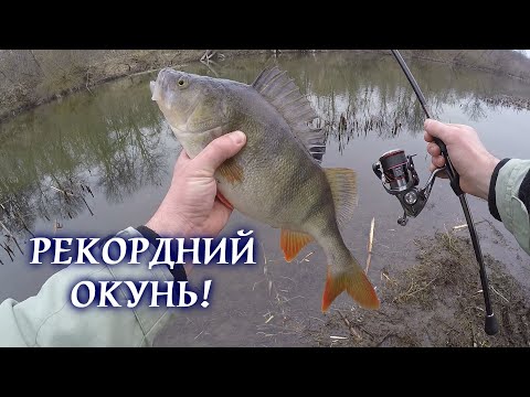 Видео: Таких ще неловив! Окунь як СЛОН! ВЕСНА/Хижак на спіннінг!