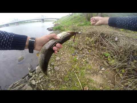 Видео: Ловля судака в центре Твери. Джиг.