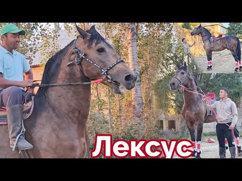 Видео: Пай Пай Паай Лексус Мындай Ат Бир чыгат✊️