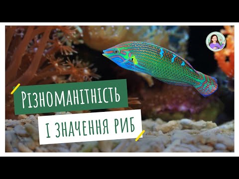 Видео: Різноманітність і значення риб