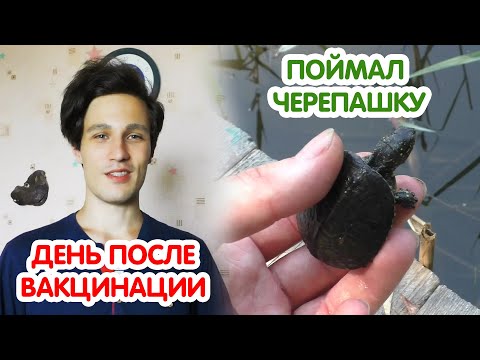 Видео: VLOG Я вакцинировался. Урожай на даче