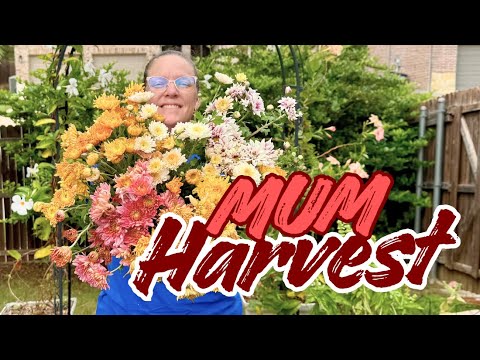 Видео: 🌼 ОГРОМНЫЙ урожай мам после шторма!