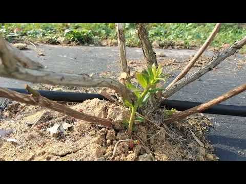 Видео: Обрізка кущів лохини та підживлення після обрізки: часті запитання та поради