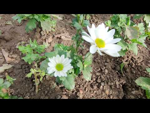 Видео: Хризантема 2021. Сезон закончен.