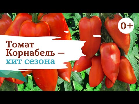 Видео: Томат Корнабель - мировой шедевр