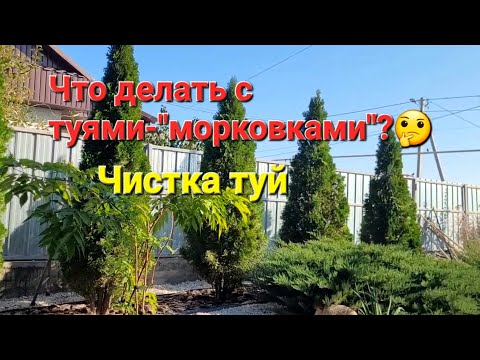 Видео: Что делать с туями-"морковками", чтобы соответствовать новым трендам?!😉Чистка туй#туи 