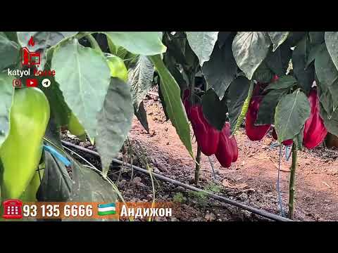 Видео: 8 сотих атапления канчага тушади? Хаммаси нархлари билан