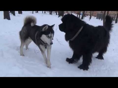Видео: смешной чудак
