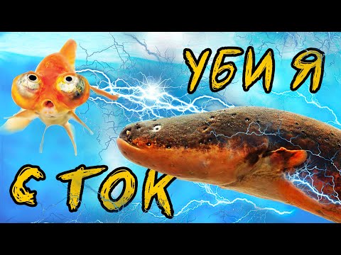 Видео: ОСИНОВИХМЕ АКУЛА ПЛОВДИВ