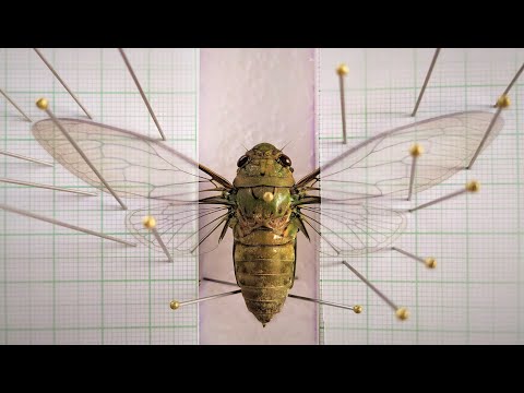 Видео: Как прикрепить цикаду