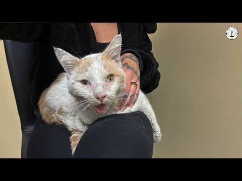 Видео: Мы думали, что он просто голодает, пока ветеринар не заплакал и не раскрыл правду о его словах.