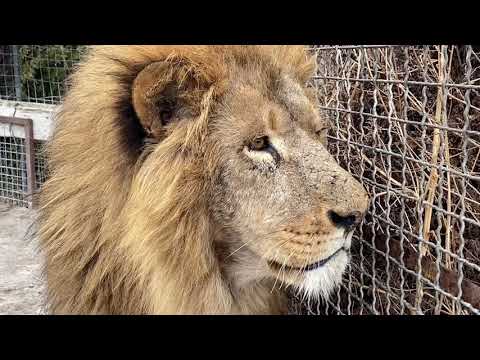 Видео: Лев Чук ПРИСМАТРИВАЕТ ЗА. ЛЬВЯТАМИ !