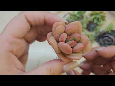 Видео: Распаковка суккуленты №17 от Соболева. Эхеверии, крассулы, браунсия