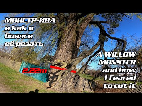 Видео: Режем Гигантскую иву  Cutting a giant willow