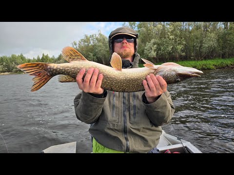 Видео: Рыбалка на ОГРОМНЫХ щук в Сургуте. Ловля ТРОФЕЙНЫХ рыб на мыши. Поймаем трофей на 12кг?! Часть #1