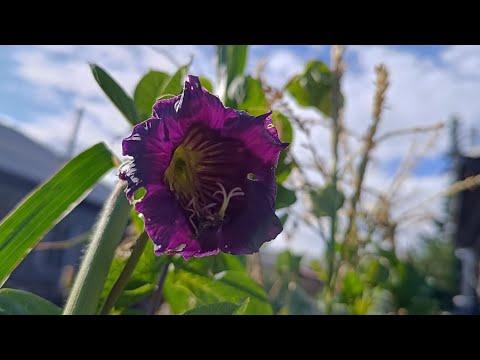 Видео: Убираем урожай.Рассудите, не глюк ли это? Саяногорск Хакасия 