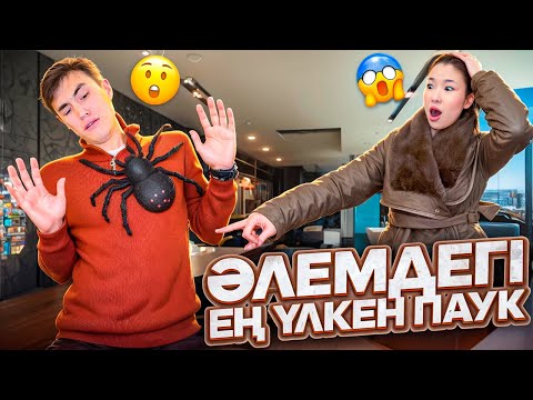 Видео: ӘЛЕМДЕГІ ЕҢ ҮЛКЕН ПАУКТАН ҚАШТЫҚ😱🤯| МОЛЖАН БІЗДІ ПАУКТАРМЕН ҚАЛДЫРЫП КЕТТІ😭| @molzhan