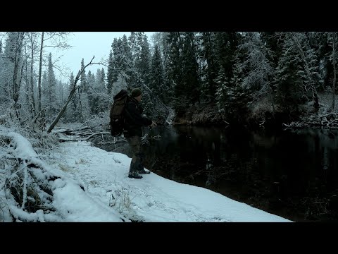 Видео: ПЕС СНОВА СО МНОЙ. ХАРИУС НА ТАЕЖНОЙ РЕЧКЕ.