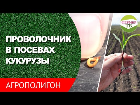 Видео: Проволочник в посевах кукурузы (Агрополигон 1 часть)
