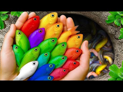 Видео: Поймайте в небольшом пруду красивых аквариумных рыбок: детенышей черепах, угрей, кои, гуппи, рыбо...