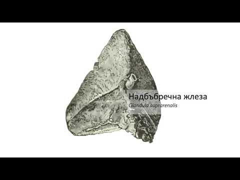 Видео: Надбъбречна жлеза - Glandula suprarenalis (13:07) ┃teoriyata.com