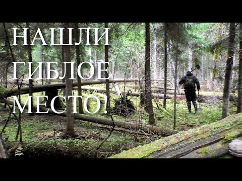 Видео: НАШЛИ ГИБЛОЕ МЕСТО 14 ВЕКА!