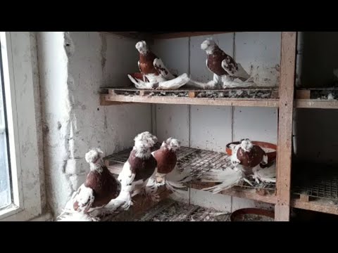 Видео: Голуби высоко летают! Капкан. Челкарь. Желтый. Красный. Двухчубые голуби. Tauben. Pigeons