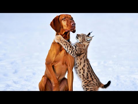 Видео: Пёс нашёл брошенного рысёнка — Их дружба шокировала всех!