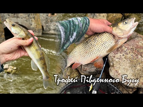 Видео: ТРОФЕЙНИЙ головень на Південному Бузі та судаки на перекаті!