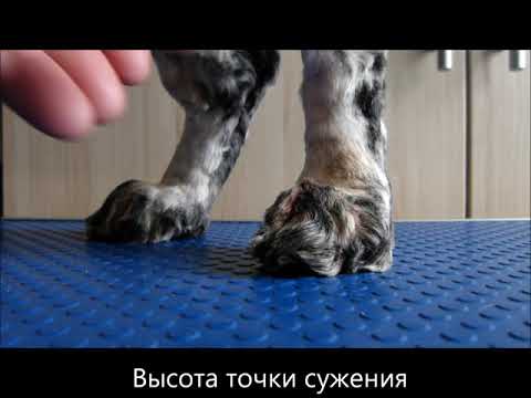 Видео: Как измерить лапы собаки? Легко!