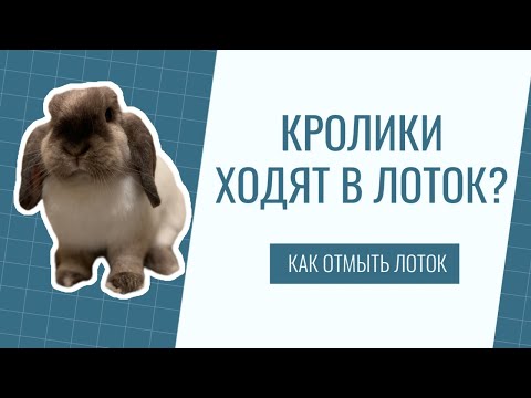 Видео: КРОЛИКИ ВОНЯЮТ ИЛИ НЕТ