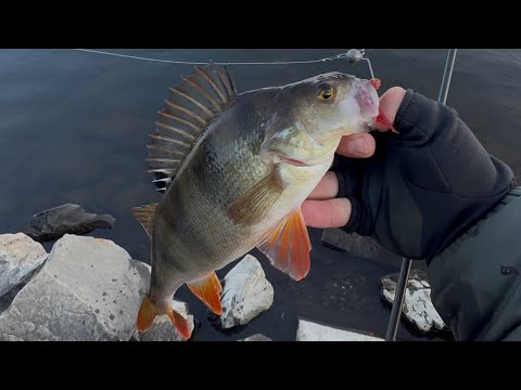 Видео: Окуневое побоище перед ледоставом🎣 #fishing #рыбалка #микроджиг #reels #reelsvideo 