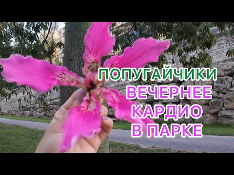 Видео: НАШИ БУДНИ! 17.09.2024‼️ВЕЧЕРНЕЕ КАРДИО В ПАРКЕ!