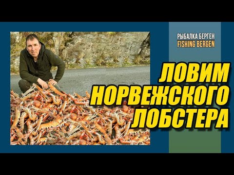 Видео: Ловим норвежского лобстера