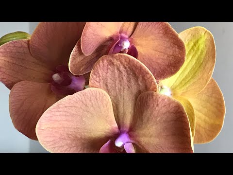 Видео: Торфяной стакан Достаем из орхидеи без пересадки!