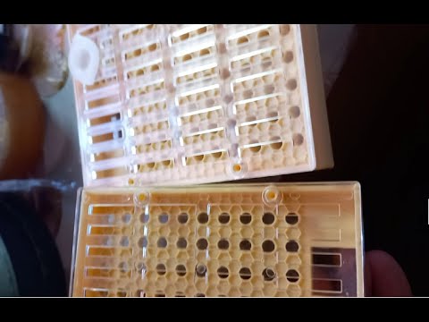 Видео: Китайский Никот и оригинал (Франция)