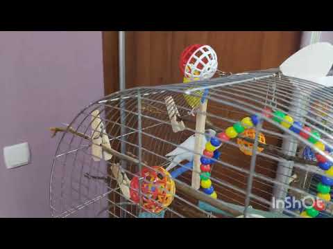 Видео: Пташка загадка,невідома стать!!!